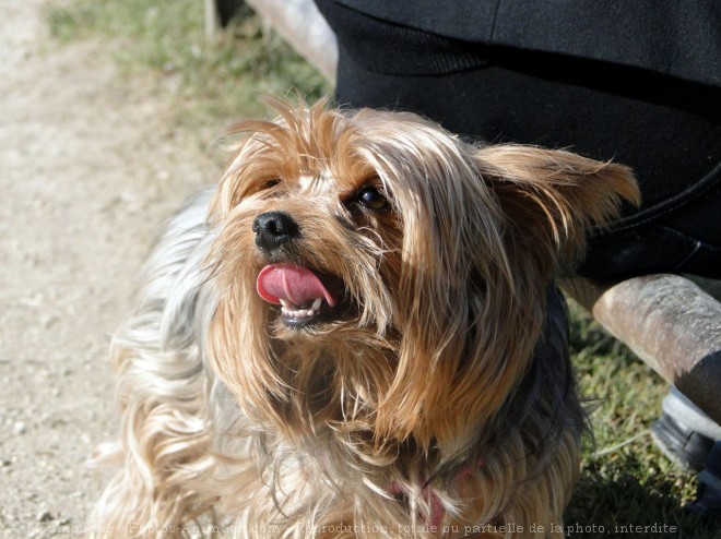 Photo de Yorkshire terrier