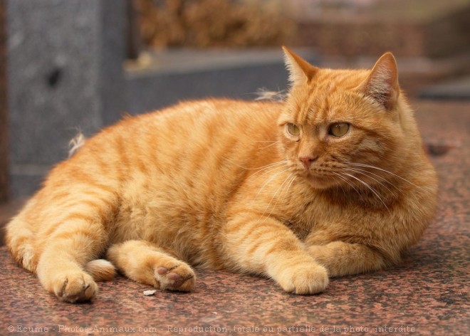 Photo de Chat domestique