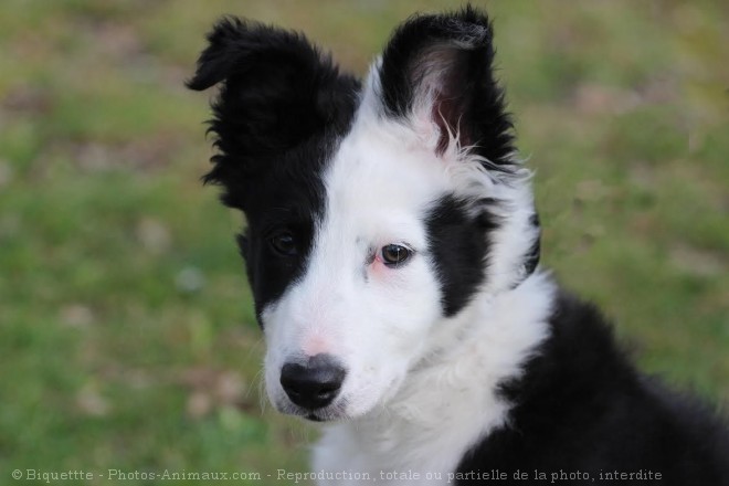 Photo de Border collie