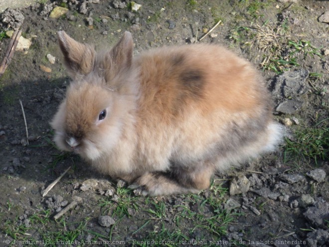 Photo de Lapin