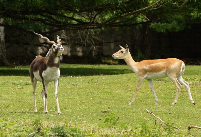 Photo d'Antilope