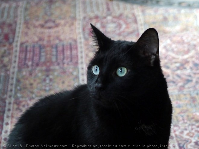 Photo de Chat domestique