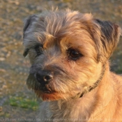 Photo de Border terrier