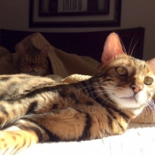 Photo de Bengal