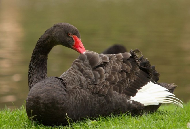 Photo de Cygne