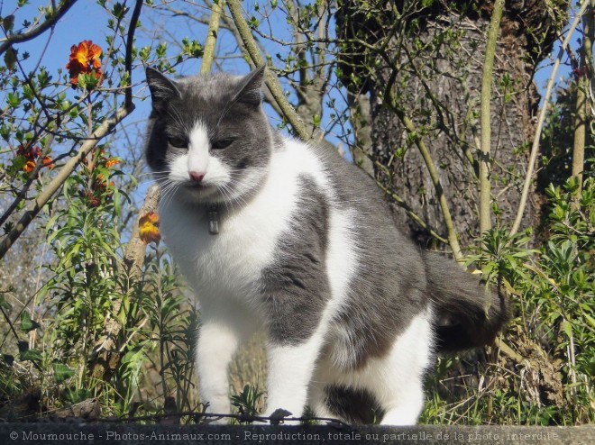 Photo de Chat domestique