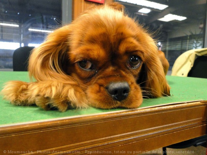 Photo de Cavalier king charles spaniel