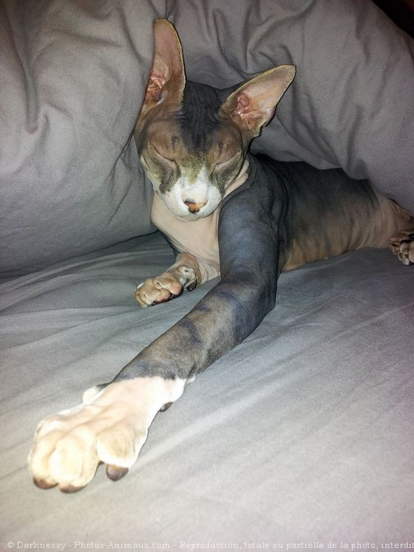 Photo de Sphynx