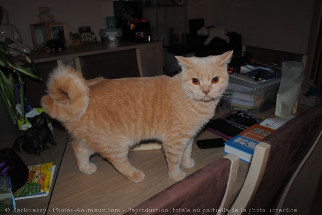 Photo de British shorthair