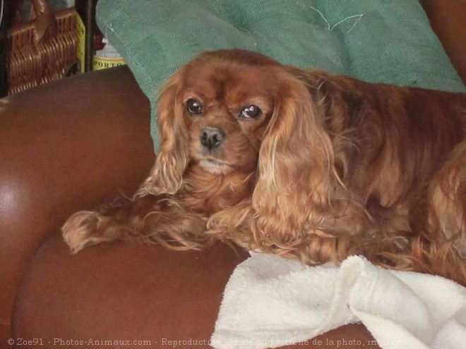 Photo de Cavalier king charles spaniel