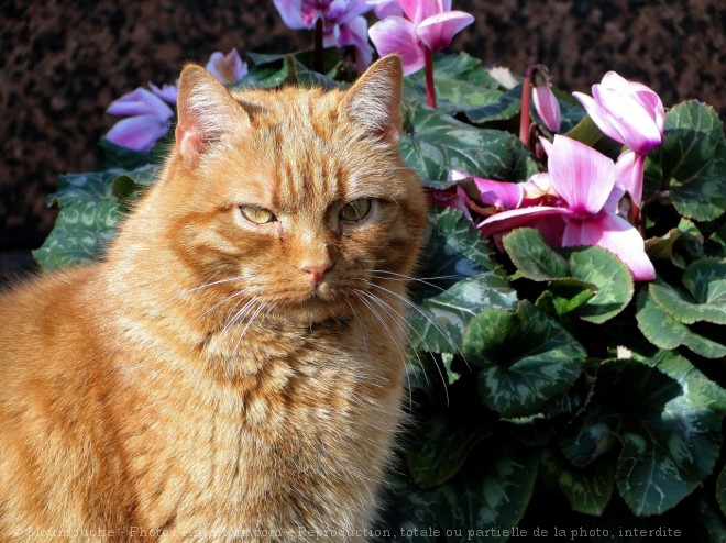 Photo de Chat domestique