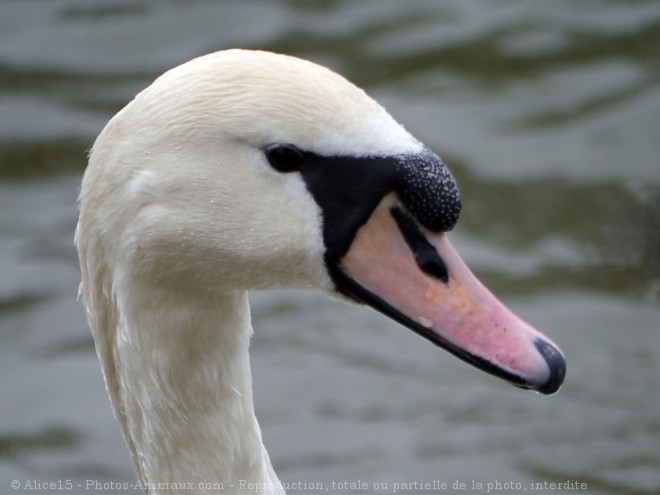 Photo de Cygne