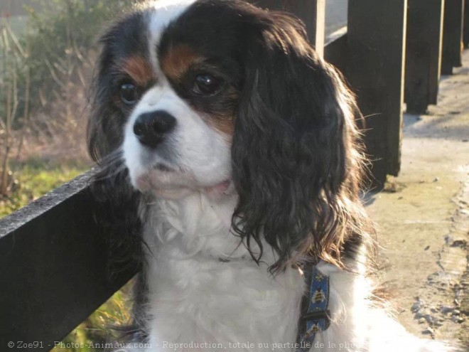 Photo de Cavalier king charles spaniel