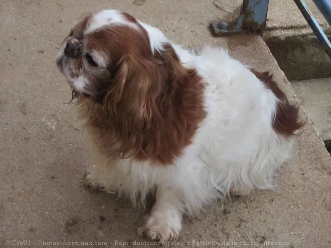 Photo de King charles spaniel