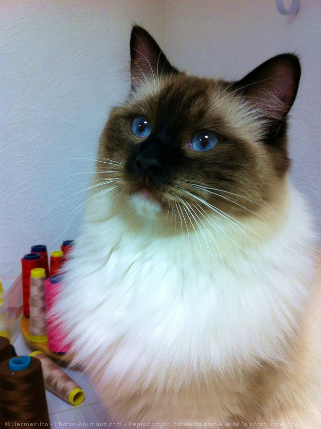 Photo de Ragdoll