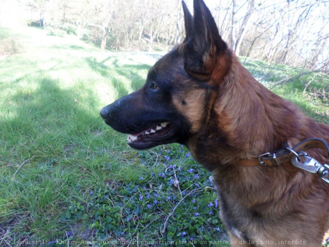 Photo de Berger belge malinois