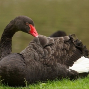 Photo de Cygne