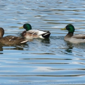 Photo de Canard colvert