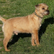 Photo de Border terrier