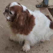 Photo de King charles spaniel