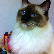 Photo de Ragdoll