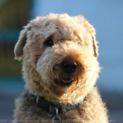 Photo d'Airedale terrier