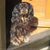 Photo de Cavalier king charles spaniel