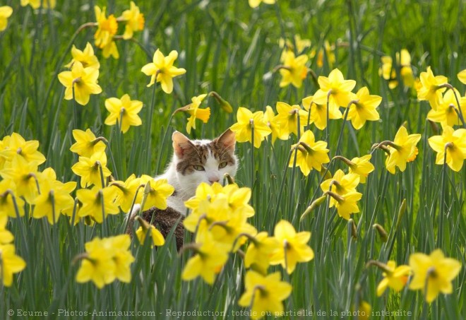 Photo de Chat domestique