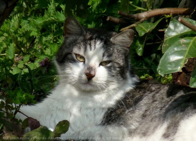 Photo de Chat domestique