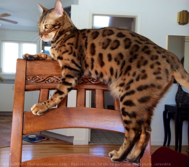 Photo de Bengal