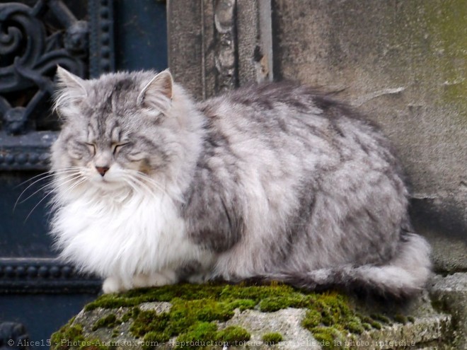 Photo de Chat domestique