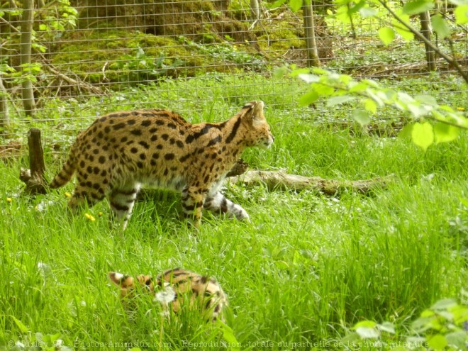 Photo de Serval