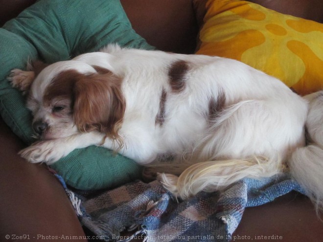 Photo de Cavalier king charles spaniel