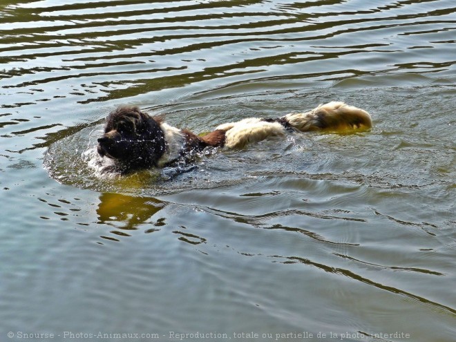 Photo de Chien de terre-neuve