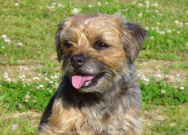 Photo de Border terrier