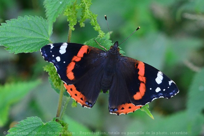 Photo de Papillon - vulcain