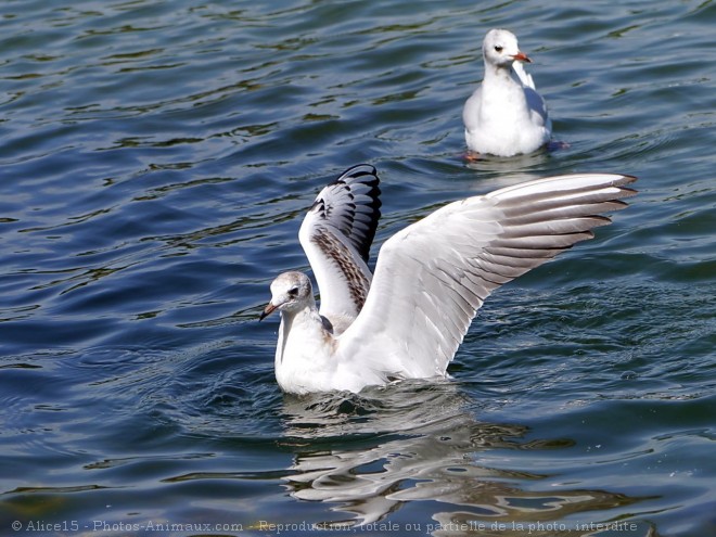 Photo de Mouette