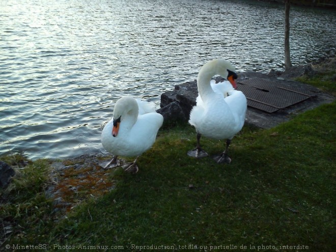 Photo de Cygne