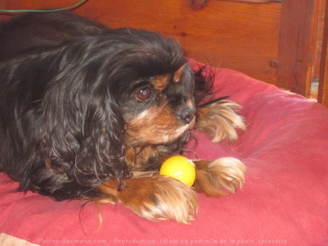 Photo de Cavalier king charles spaniel