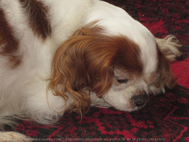 Photo de Cavalier king charles spaniel