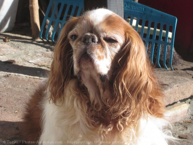 Photo de King charles spaniel