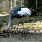 Photo de Grue couronne