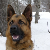 Photo de Berger allemand  poil court