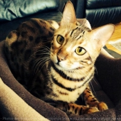 Photo de Bengal