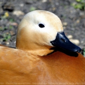 Photo de Canard tadorne casarca