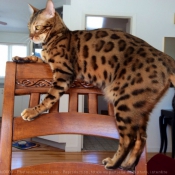 Photo de Bengal