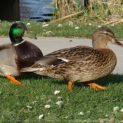 Photo de Canard colvert