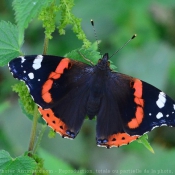 Photo de Papillon - vulcain