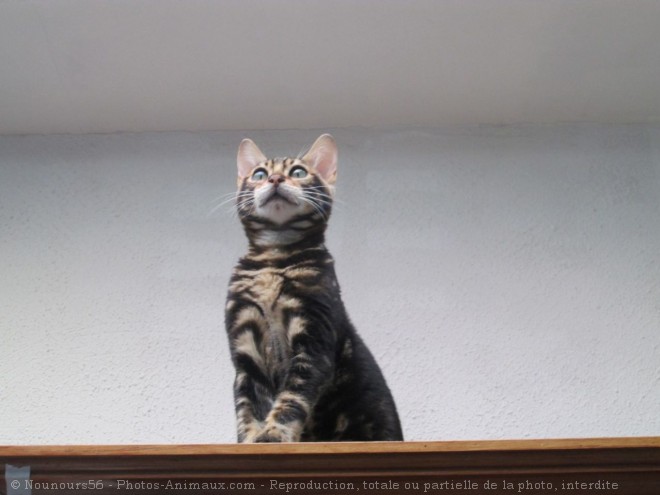 Photo de Bengal