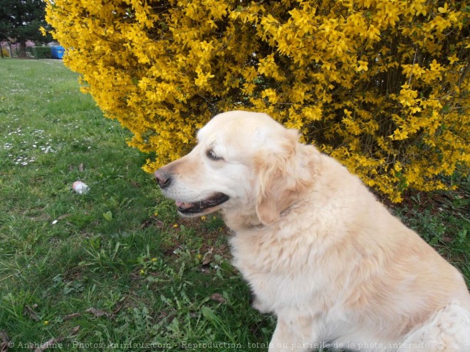 Photo de Golden retriever